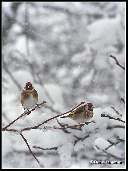 Chardonnerets élégants sous la neige